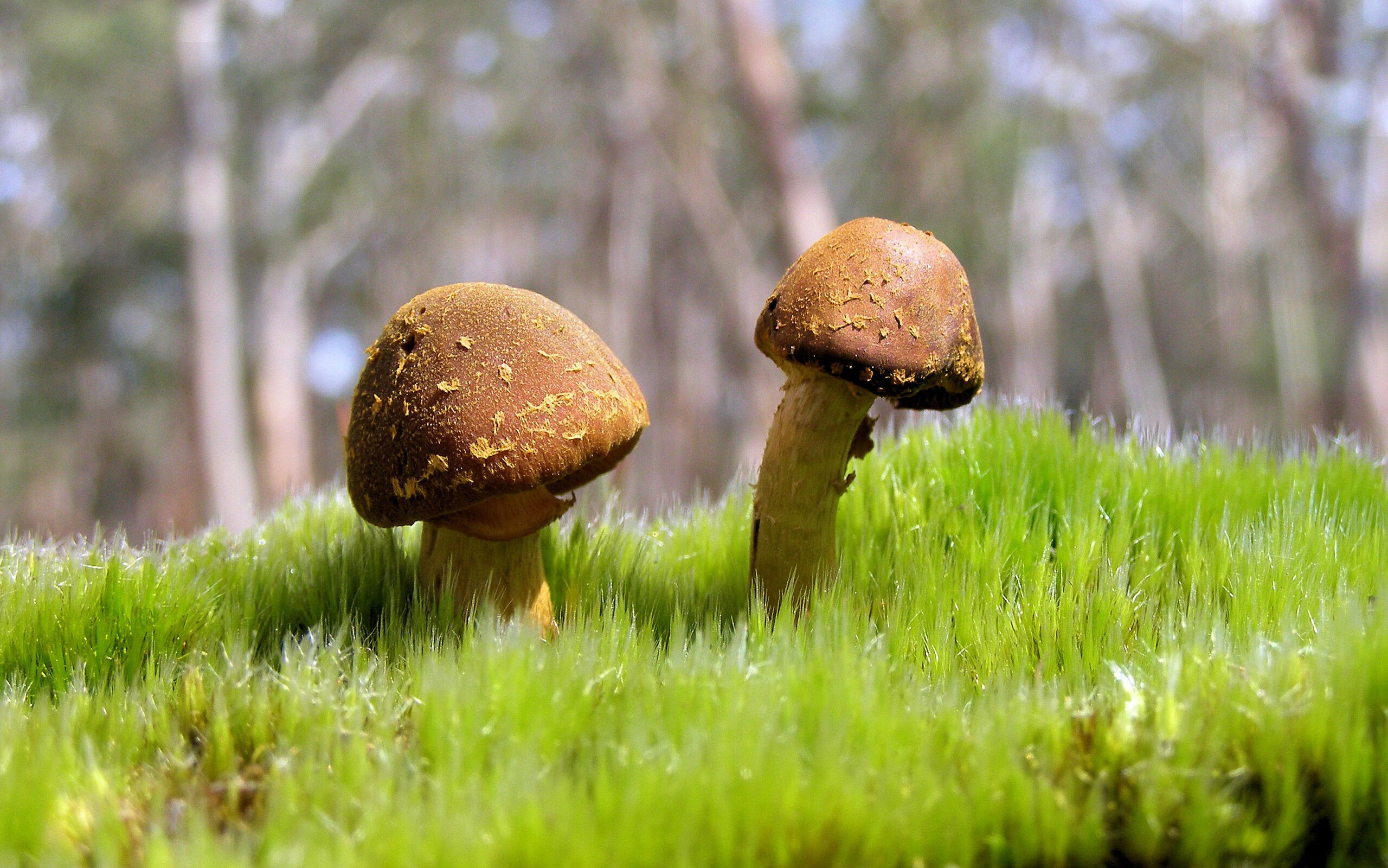 败局中的王冠，石宇奇在团队失利的穹顶下刻下统治力