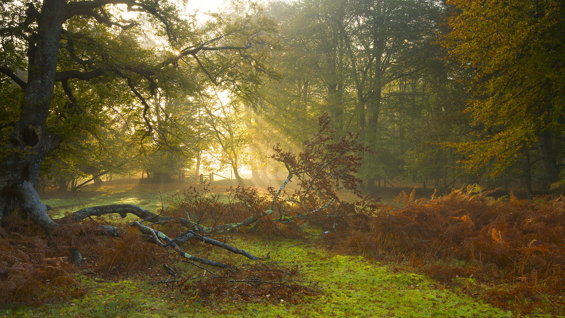 绝境天使！迪马利亚决胜局施魔法，里昂昂首带走那不勒斯