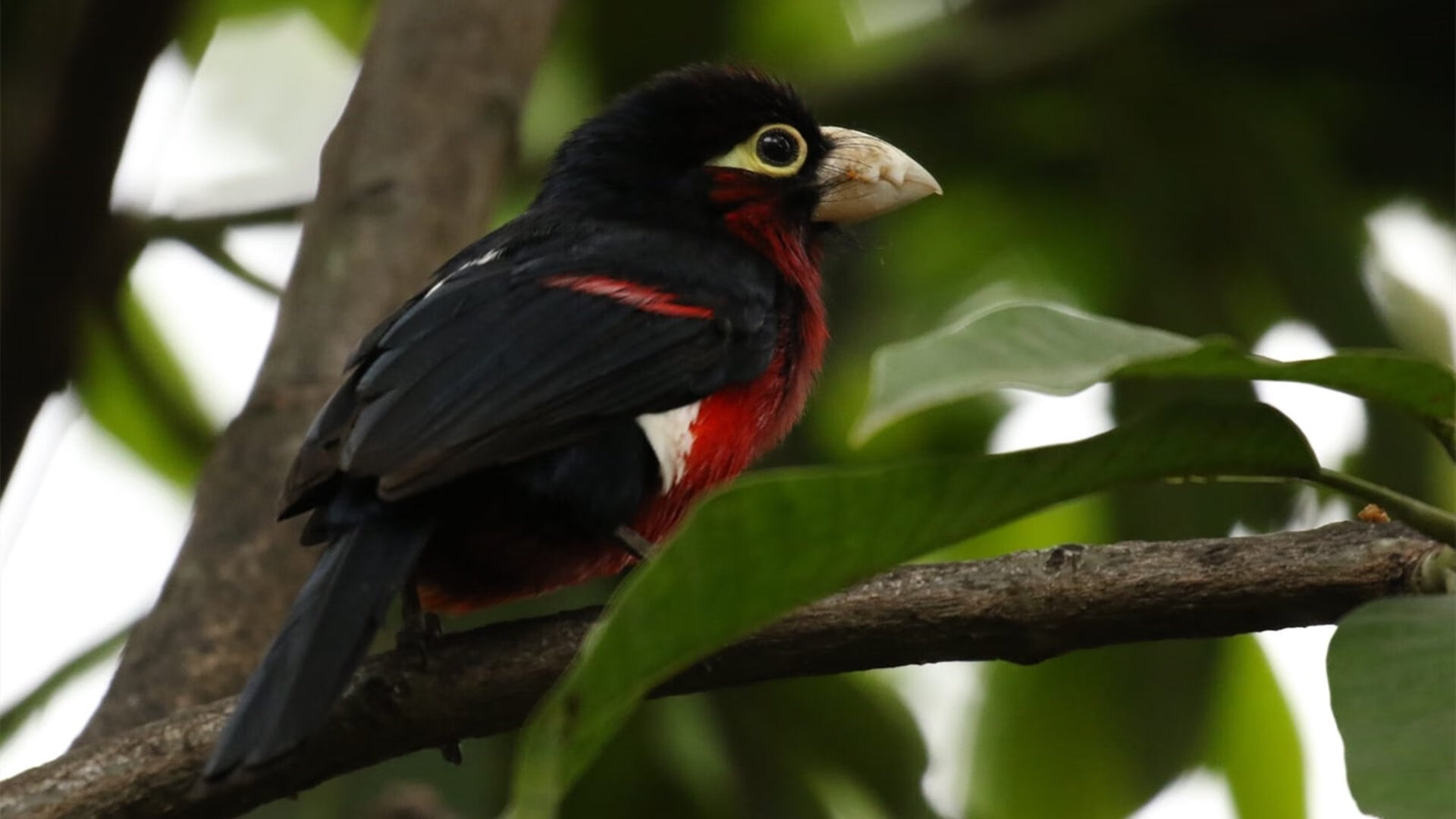 东方破晓旧金山，达拉斯夜启新章，篮球世界版图重绘之夜