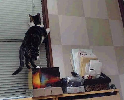 小人物的大舞台，当西亚卡姆在洛杉矶点燃蓝色火焰