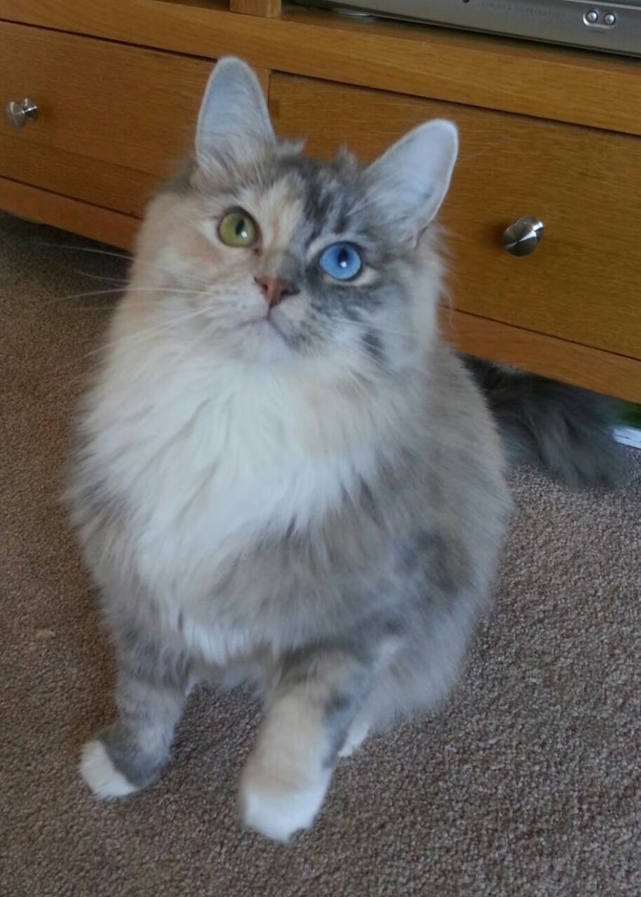 苏格兰身份谜题,赫罗纳如何踏平红牛,与基耶萨的2026世界杯接管计划