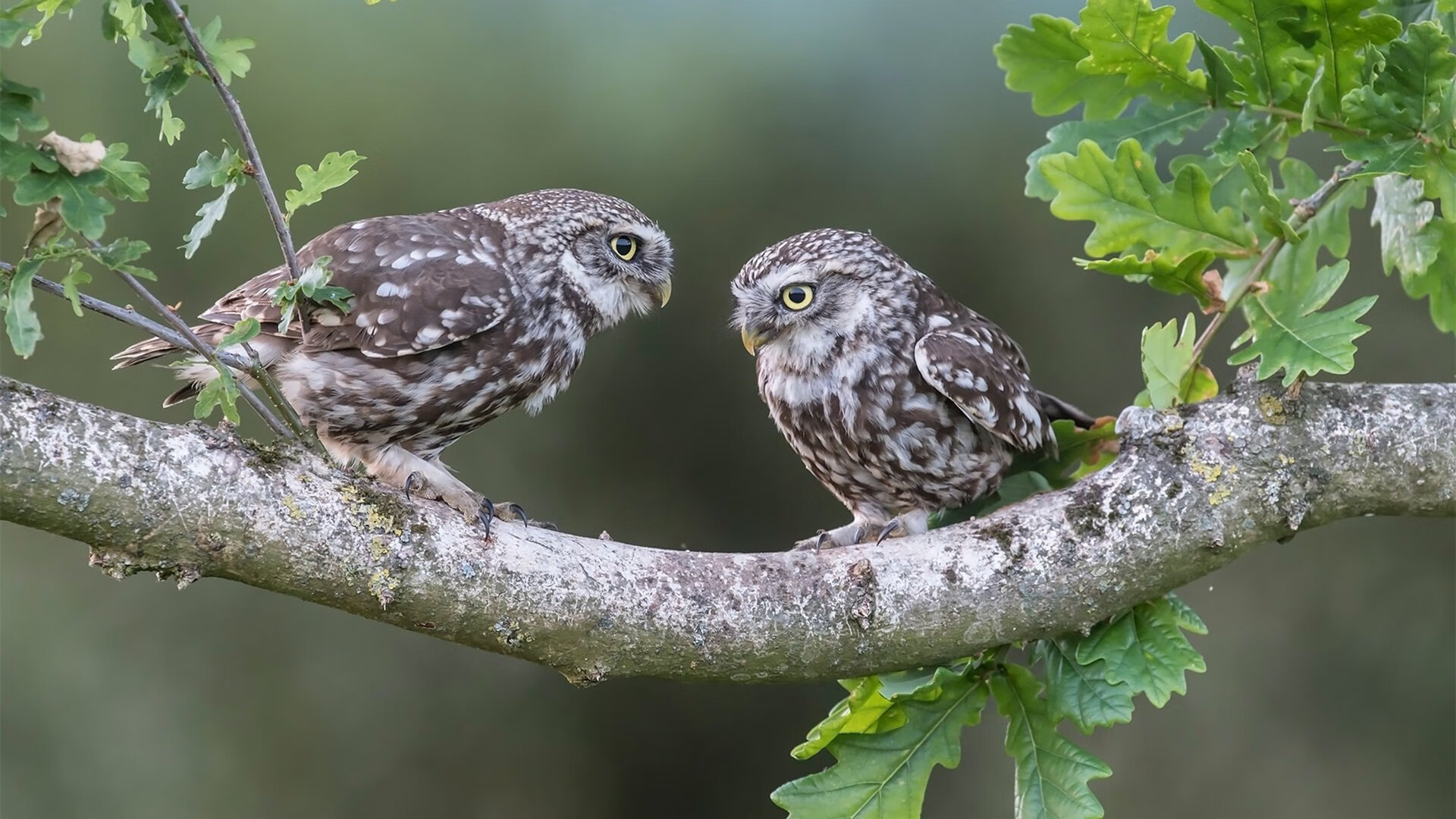 量子纠缠的篮球总决赛,勇士跨时空击穿吉林队