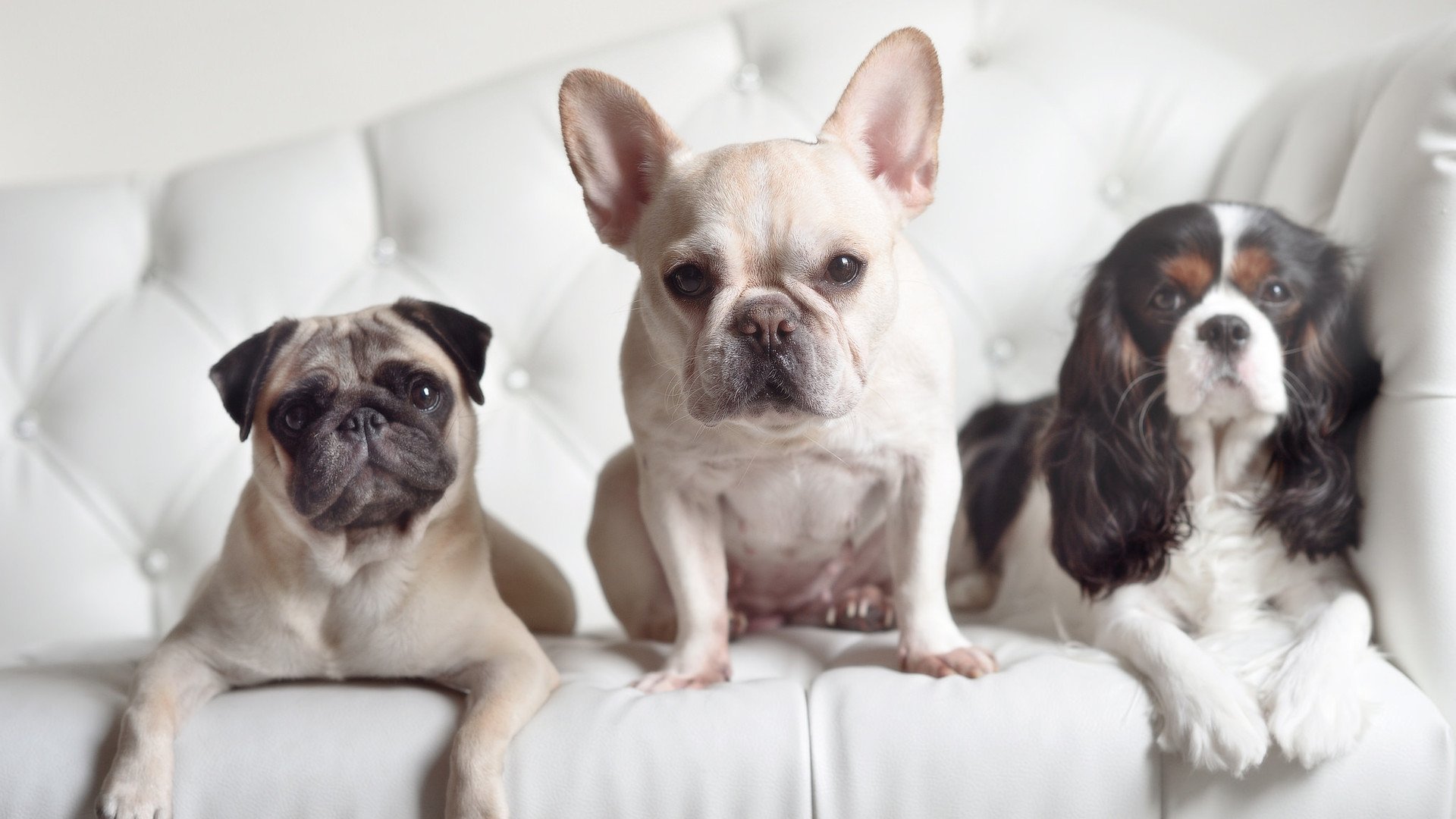 迪亚斯，大场面先生！秘鲁风暴如何一夜冲垮贝蒂斯堡垒