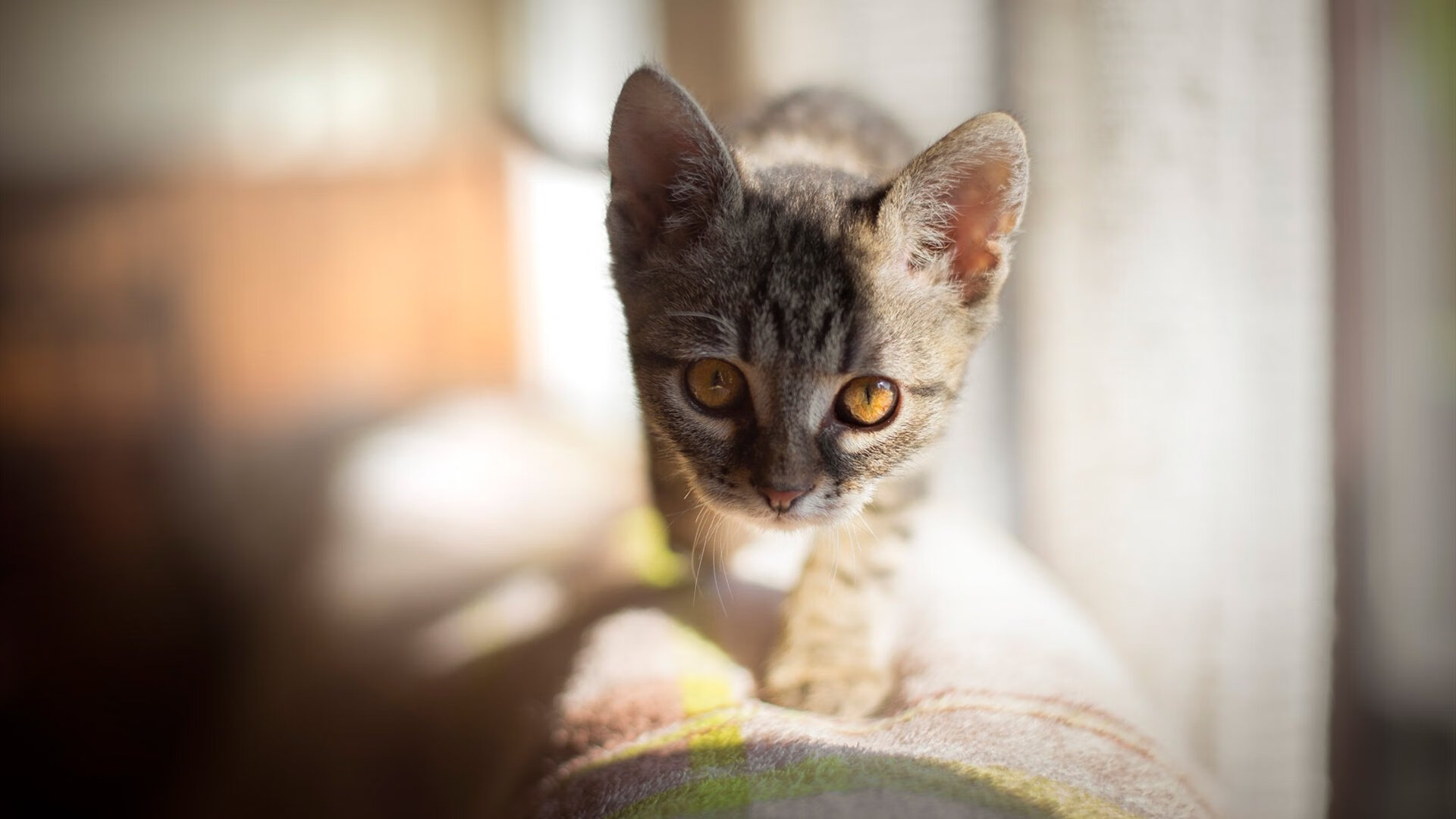 23+19+4帽！戴维斯统治攻防，76人全队失灵见证湖人恐怖绞杀