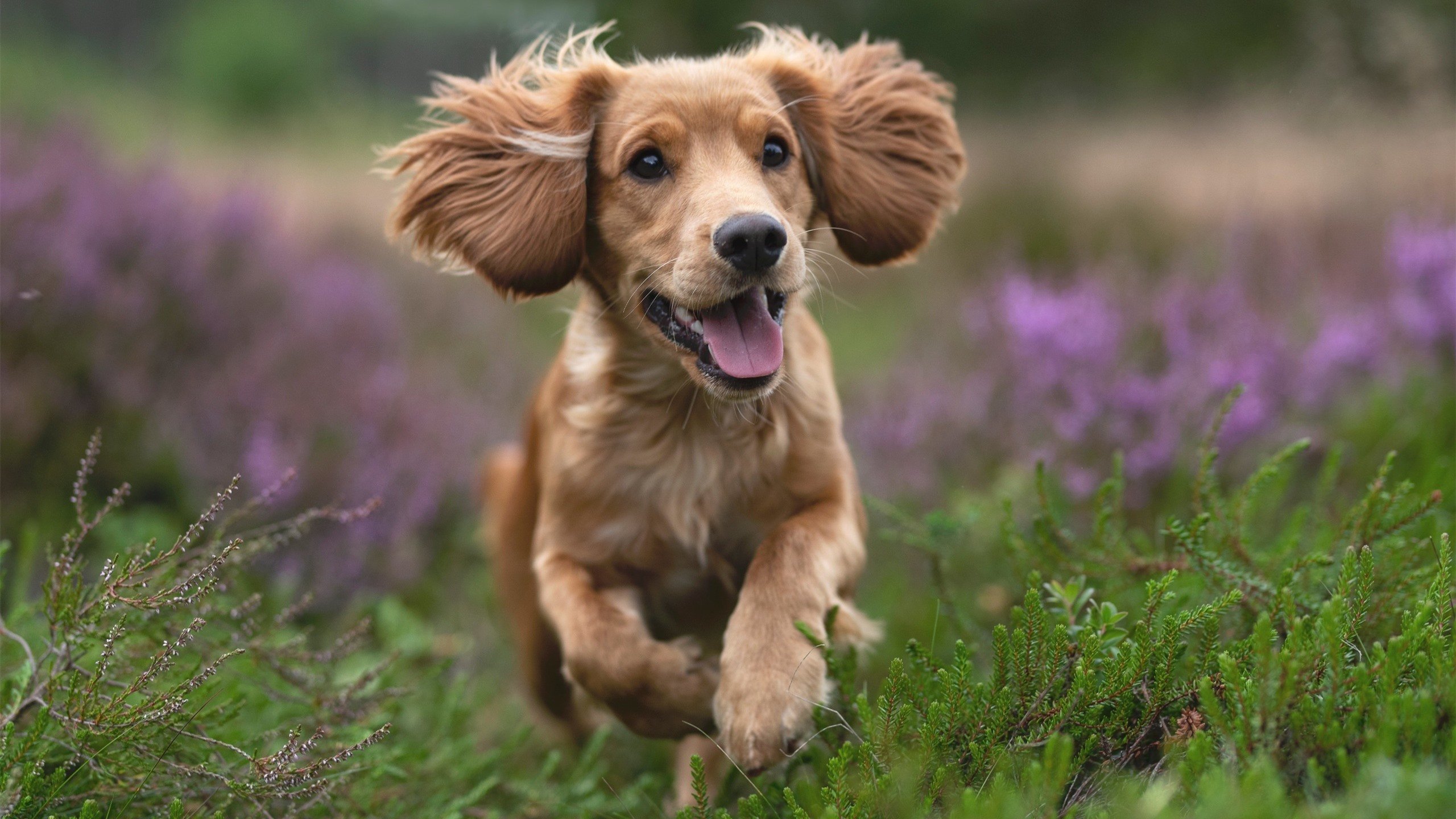 哈利伯顿魔法降临五棵松，全能风暴引领吉林队客场制霸京城