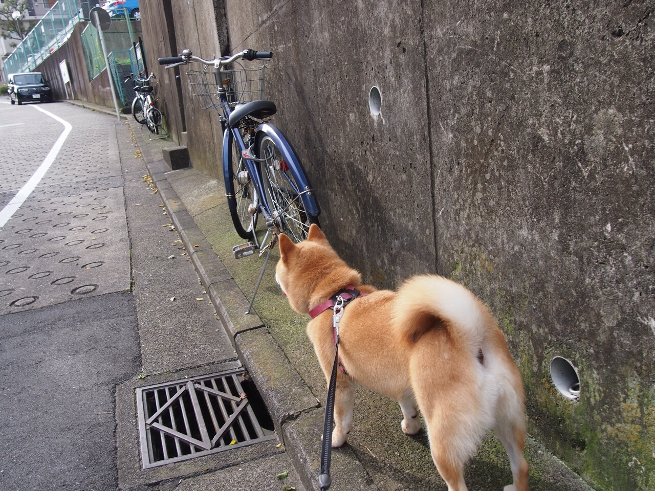 超越宿命的唯一,锡安·威廉姆森的总决赛意志之夜
