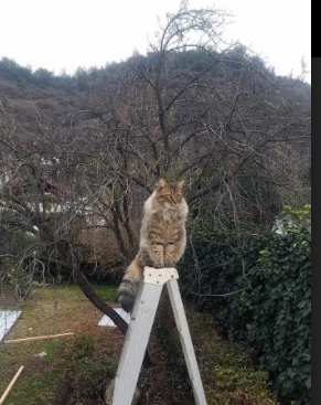 黄喜灿决胜局一剑封喉!委内瑞拉爆冷带走AC米兰