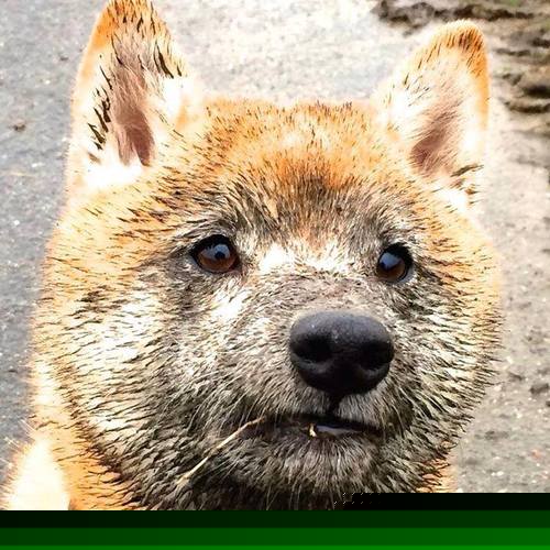 唯一之战,上海队强行终结勇士王朝,文班亚马化身关键先生