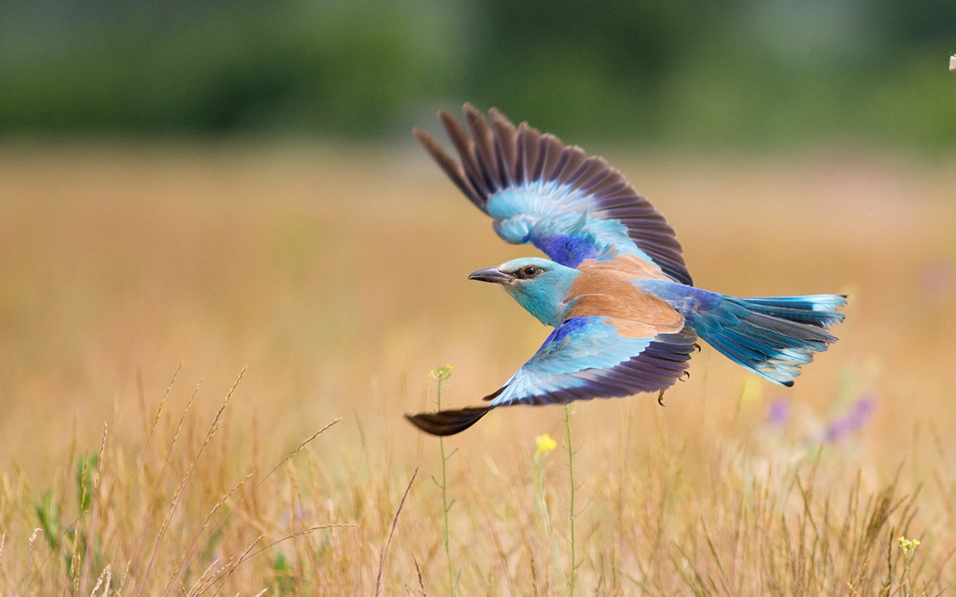 绿茵二重奏，孙兴慜的刀锋与皇家社会的交响