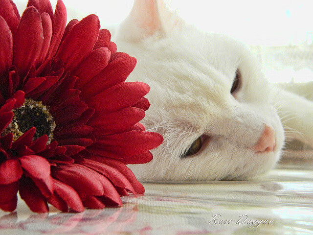 挑战者之光，委内瑞拉与维尼修斯的反传统胜利