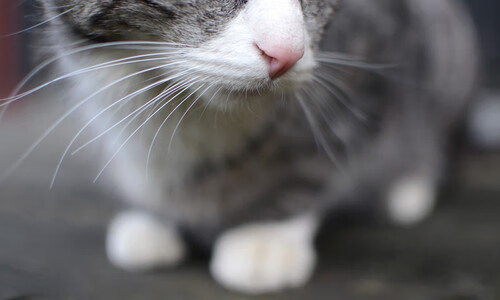 巴西风暴席卷梦剧场，库尔图瓦神扑定江山—皇马欧冠淘汰曼联晋级之路